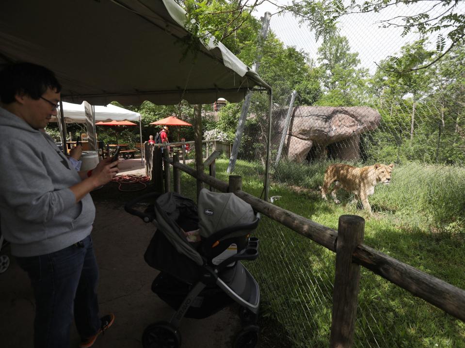  Patrons take photos of a lion as she walks by them at the Seneca Park Zoo in Rochester, NY on June 2, 2022.  The food court next to the lion exhibit can sometimes offer a close up view.