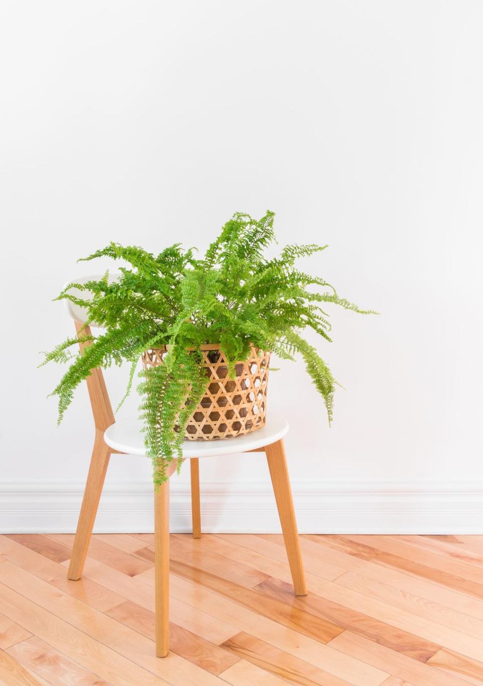 <p>Searching for a lush plant to enhance your space? Look no further than ferns. Popular types, like the Boston Fern, only need bright, indirect light and regular waterings to survive indoors. On the other hand, the Maidenhair Fern isn't a top pick for indoors due to its need for tons of moisture. </p><p><a class="link " href="https://go.redirectingat.com?id=74968X1596630&url=https%3A%2F%2Fwww.homedepot.com%2Fp%2FPure-Beauty-Farms-Boston-Fern-Plant-in-8-in-Hanging-Basket-DC8HBFERN%2F312286366&sref=https%3A%2F%2Fwww.goodhousekeeping.com%2Fhome%2Fgardening%2Fg32490113%2Fbest-aesthetic-plants%2F" rel="nofollow noopener" target="_blank" data-ylk="slk:SHOP NOW;elm:context_link;itc:0;sec:content-canvas">SHOP NOW</a></p>
