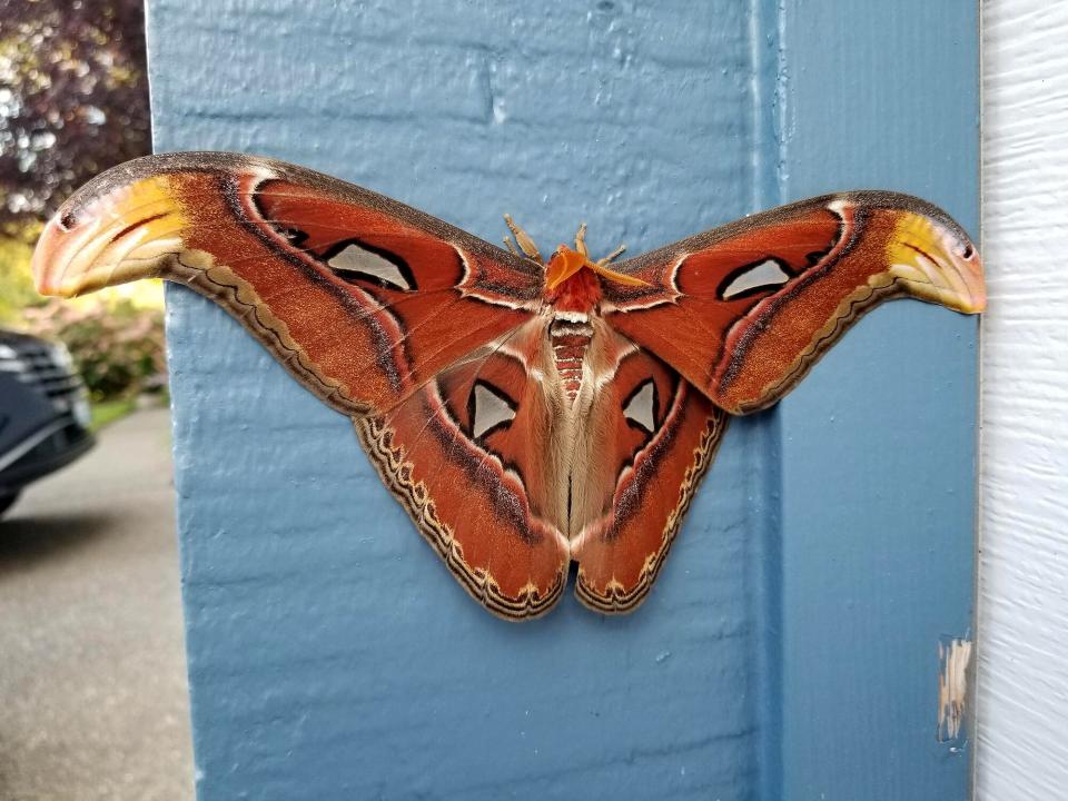 One of the World’s Largest Moth