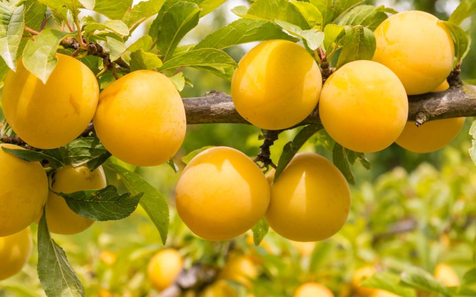 Besser als frisches Obst ist nur frisches Obst direkt vom Baum! Der Sommer ist da und damit eine Menge Obst- und Gemüsesorten, die regional verfügbar sind. Welche das sind, das lesen Sie in der Galerie ... (Bild: iStock / PatrikStedrak)