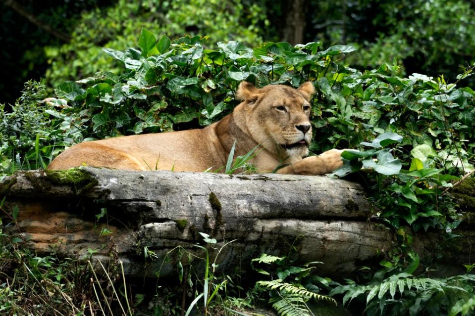 Lion Via Getty Images/<a href="https://www.gettyimages.in/search/photographer?photographer=Wokephoto17" rel="nofollow noopener" target="_blank" data-ylk="slk:Wokephoto17;elm:context_link;itc:0;sec:content-canvas" class="link ">Wokephoto17</a>