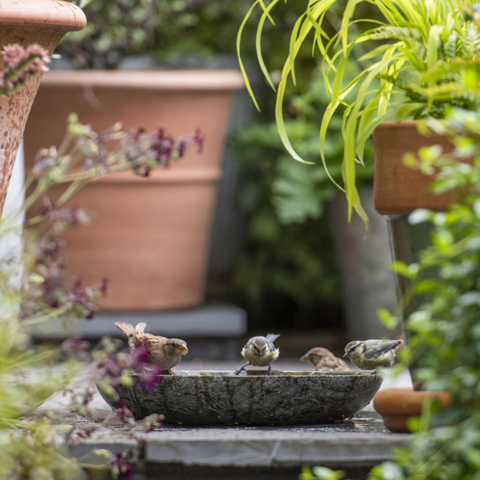 7. PROVIDE A MINI WATERING HOLE FOR BIRDS
