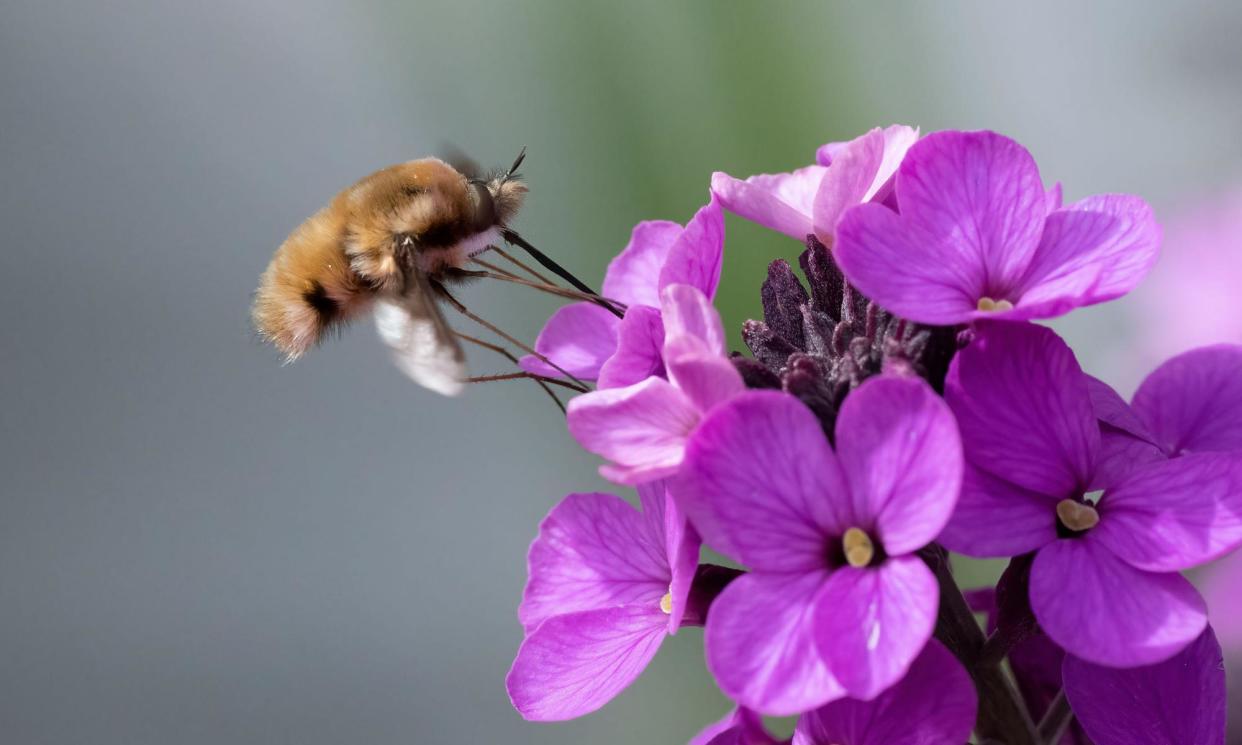 <span>‘Powerhouses of pollination’: the bees are back.</span><span>Photograph: Mick Durham FRPS/Alamy</span>