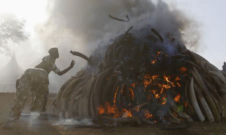 Kenya Wildlife Service rangers burn 15 tonnes of ivory confiscated from smugglers and poachers to mark the World Wildlife Day at the Nairobi National Park March 3, 2015. REUTERS/Thomas Mukoya