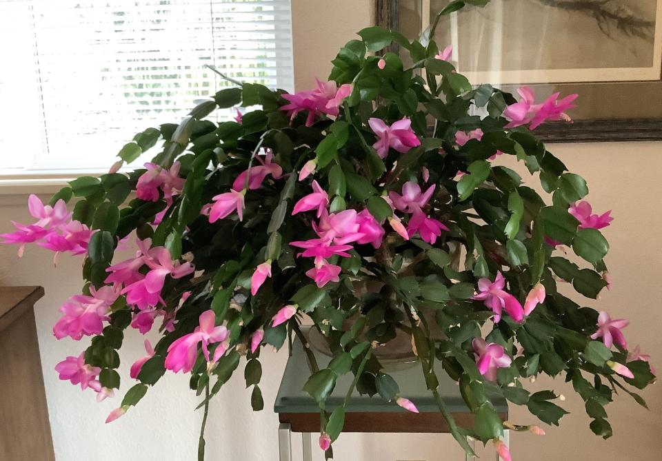 Christmas cactus can rebloom with the right temperatures and light.