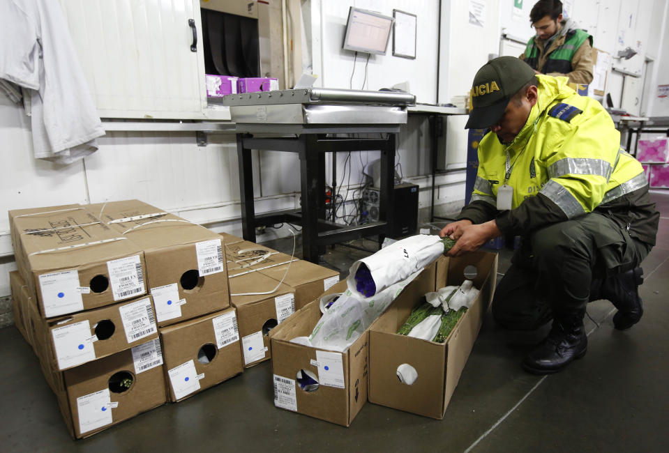 En esta imagen, tomada el 30 de enero de 2017, antes de la policía antidroga inspeccionan flores en el aeropuerto El Dorado, en Bogotá, Colombia. Los protocolos de seguridad desarrollados por la industria de las flores y la policía comienzan en el momento en que camiones refrigerados trasladan las rosas desde el lugar donde se plantan. Una vez dentro del aeropuerto, agentes de policía con perros entrenados para detectar drogas y escáneres eléctricos inspeccionan cada envío. (AP Foto/Fernando Vergara)