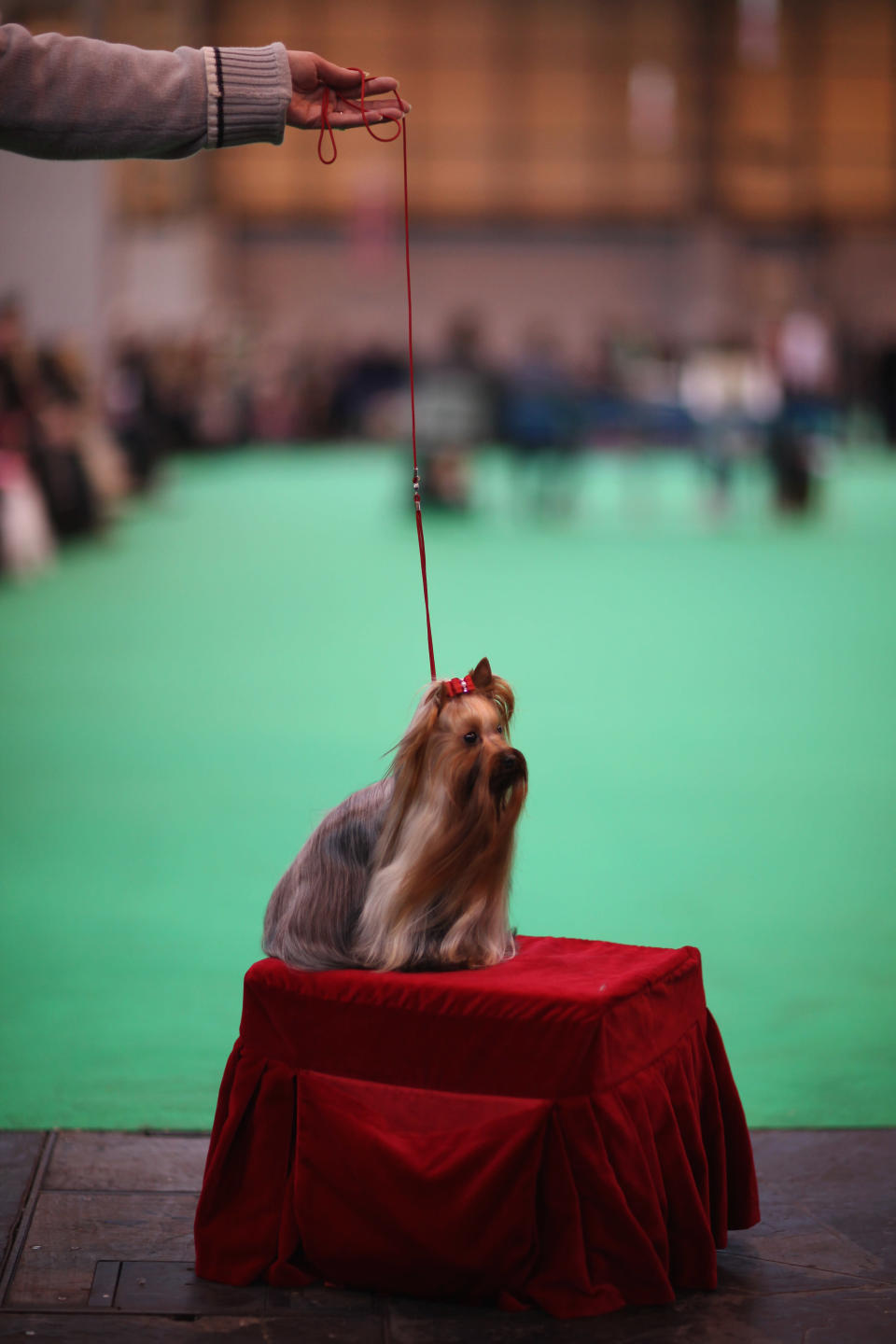 BIRMINGHAM, ENGLAND - MARCH 08: Dogs and their owners attend Day one of Crufts at the Birmingham NEC Arena on March 8, 2012 in Birmingham, England. During the annual four-day competition nearly 22,000 dogs and their owners will compete in a variety of categories, ultimately seeking the coveted prize of 'Best In Show'. (Photo by Dan Kitwood/Getty Images)