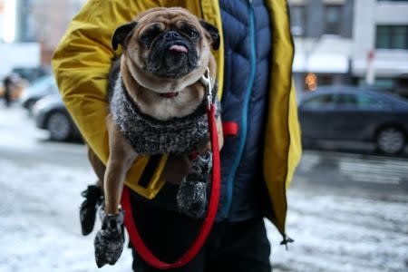 A man carries his dog as a cold weather front hits the region in Manhattan in New York City, New York, U.S., January 5, 2018. REUTERS/Amr Alfiky