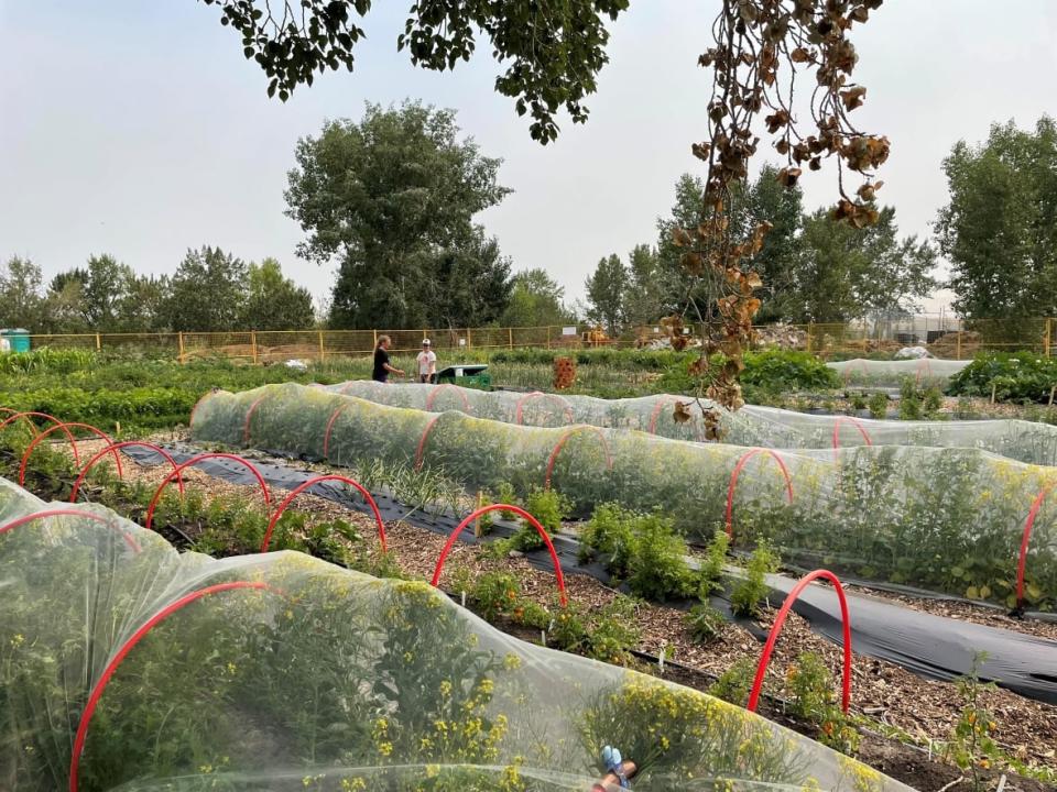 Highfield Regenerative Farm was established in 2019 with the help of the Compost Council of Canada and the City of Calgary. (Submitted by Kristi Peters - image credit)