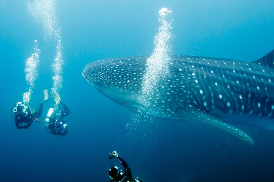 Divers with massive whale shark.