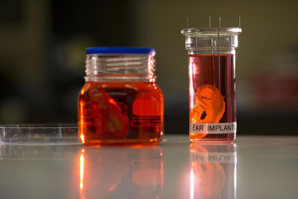 A synthetic polymer nose, left, and ear are posed to be photographed at a research facility in the Royal Free Hospital in London, Monday, March 31, 2014. In a north London hospital, scientists are growing noses, ears and blood vessels in the laboratory in a bold attempt to make body parts using stem cells. It is among several labs around the world, including in the U.S., that are working on the futuristic idea of growing custom-made organs in the lab. While only a handful of patients have received the British lab-made organs so far— including tear ducts, blood vessels and windpipes — researchers hope they will soon be able to transplant more types of body parts into patients, including what would be the world's first nose made partly from stem cells. "It's like making a cake," said Alexander Seifalian at University College London, the scientist leading the effort. "We just use a different kind of oven." (AP Photo/Matt Dunham)