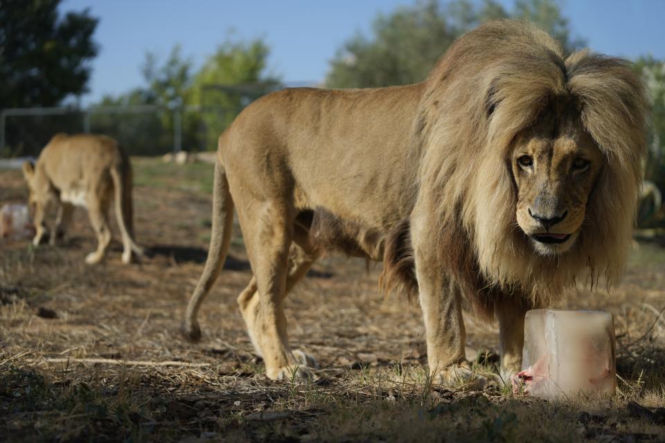 Tiembe, a 15-year-old Angolan lion, stands over his frozen breakfast, chunks of red meat and bone packed in a block of ice, at the Attica Zoological Park in Spata suburb, eastern Athens, Friday, Aug. 4, 2023. A large number of animals being fed frozen meals at the Attica Zoological Park outside the Greek capital Friday, as temperatures around the country touched 40C (104 degrees Fahrenheit) and were set to rise further, in the fourth heat wave in less than a month. (AP Photo/Thanassis Stavrakis)