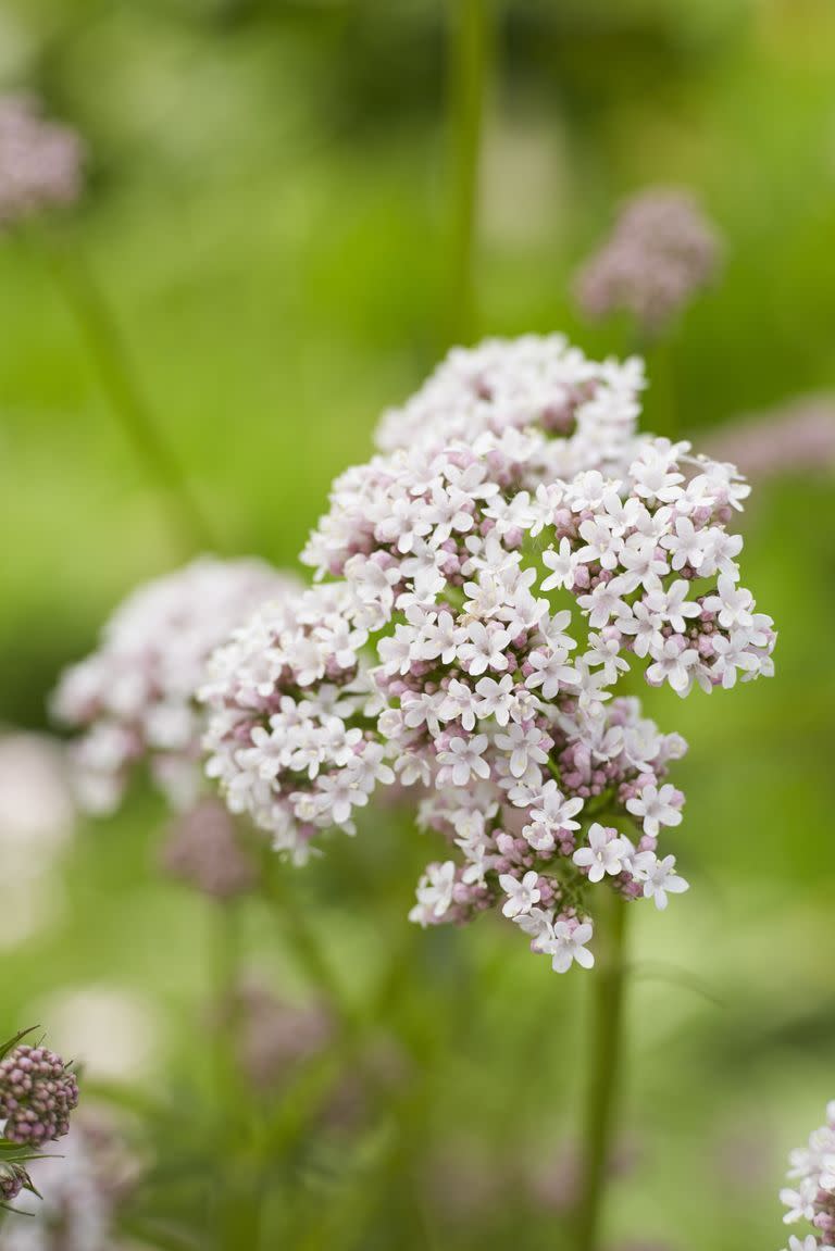 flower meanings, white valerian 