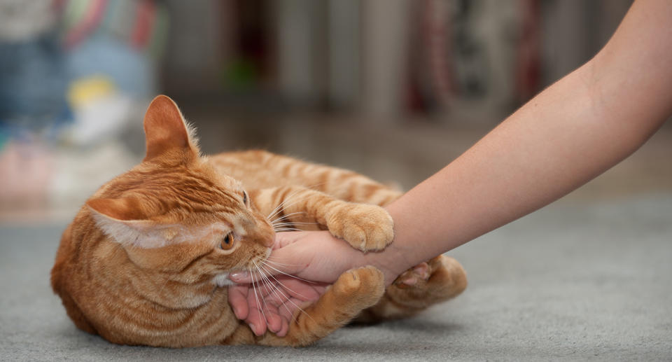 An orange domestic cat biting a person's hand.