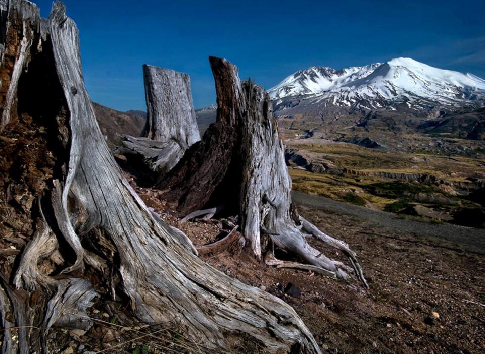 Ravaged and deteriorating stumps at Johnston Ridge Observatory near Mount St. Helens.