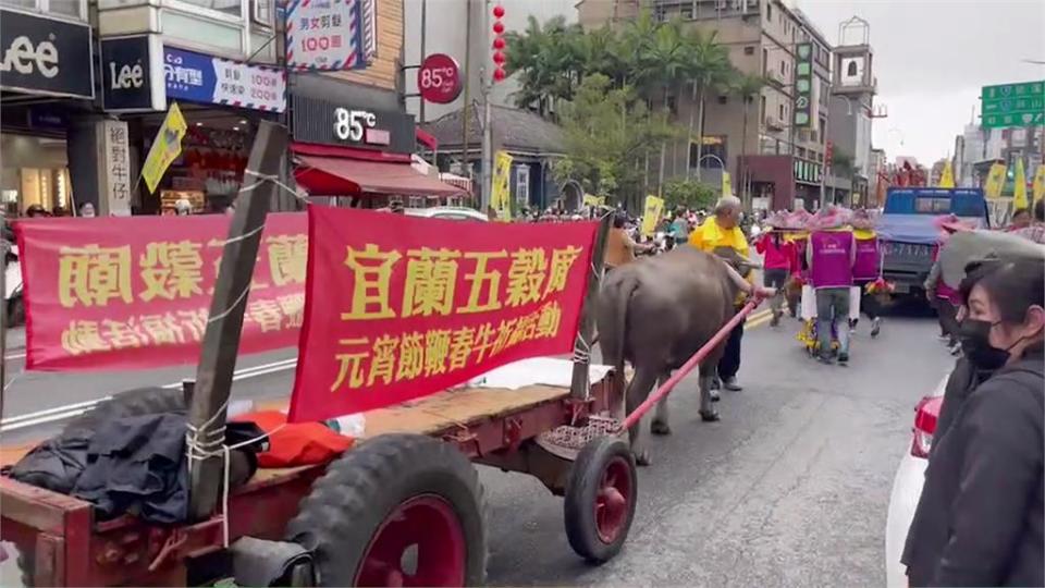 宜蘭五穀廟「鞭春牛」復辦　3頭牛拉車上街繞行