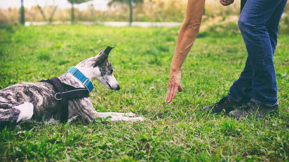 Dog being trained