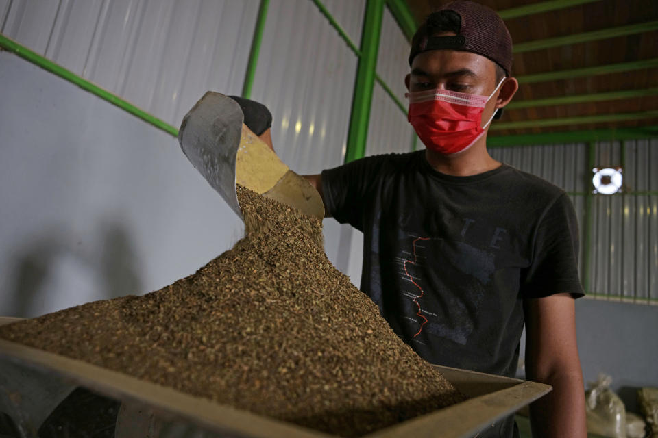 A worker pours finely ground kratom leaves into a machine to be processed into powder at a facility in Kapuas Hulu, West Kalimantan, Indonesia. Most raw kratom comes to the U.S. from Southeast Asia. (Photo: Dimas Ardian/Bloomberg via Getty Images)