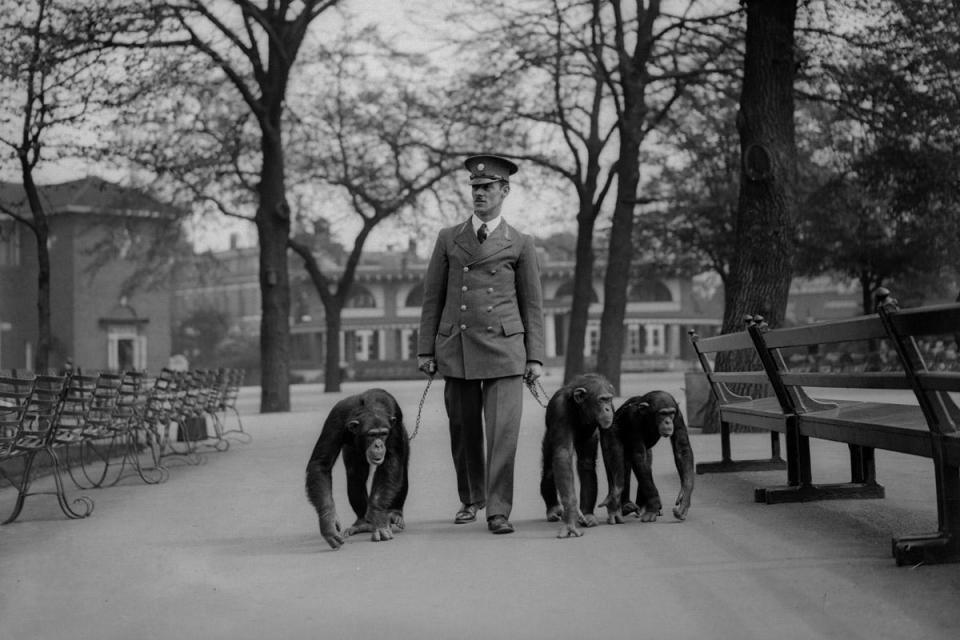 1931: Walking the Chimpanzees: A keeper takes three chimpanzees for a walk on leads (Fox Photos/Getty Images)