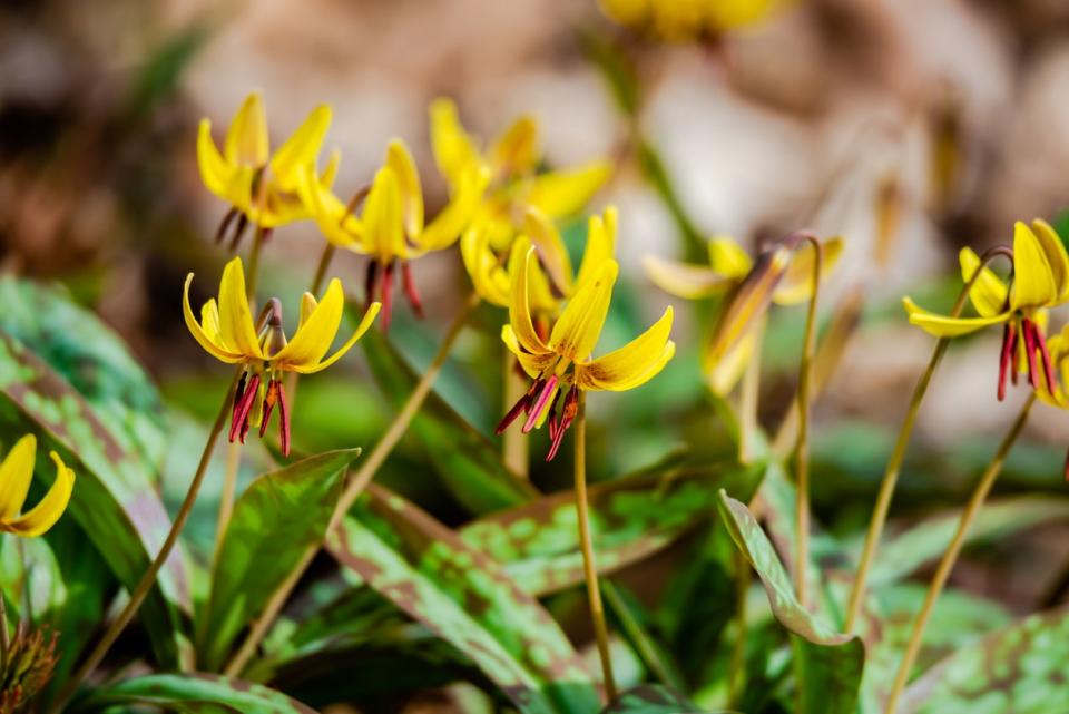 Yellow Dogtooth Violet (Erythronium americanum) flowers growing in a group. 