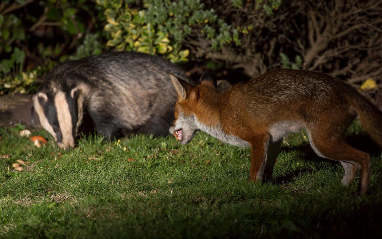 Lambs have suffered especially serious injuries in recent attacks thought to have been carried out by badgers