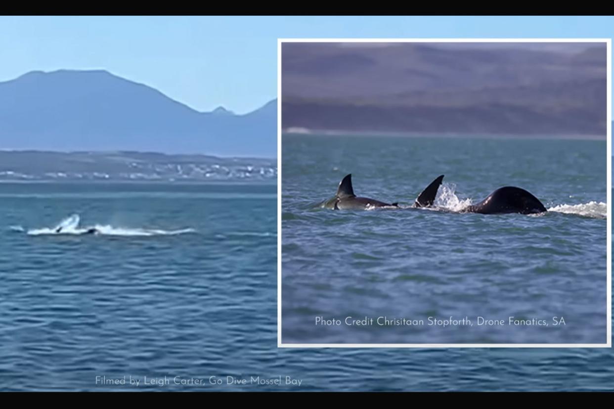 Watch a Lone Orca Eviscerate a Great White Shark photo