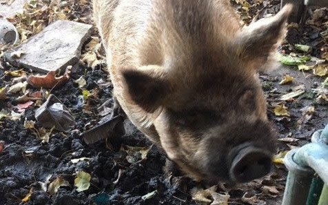 Pickle the pig was 'startled' by the arrival of repair workers, Thames Water said - Thames Water