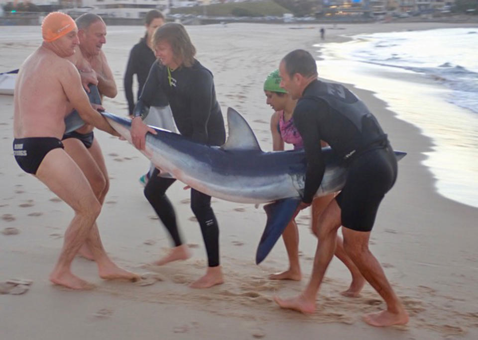 Bondi Surf Club swimmers dragged the mako shark to the beach. Source: Bondi Surf Club