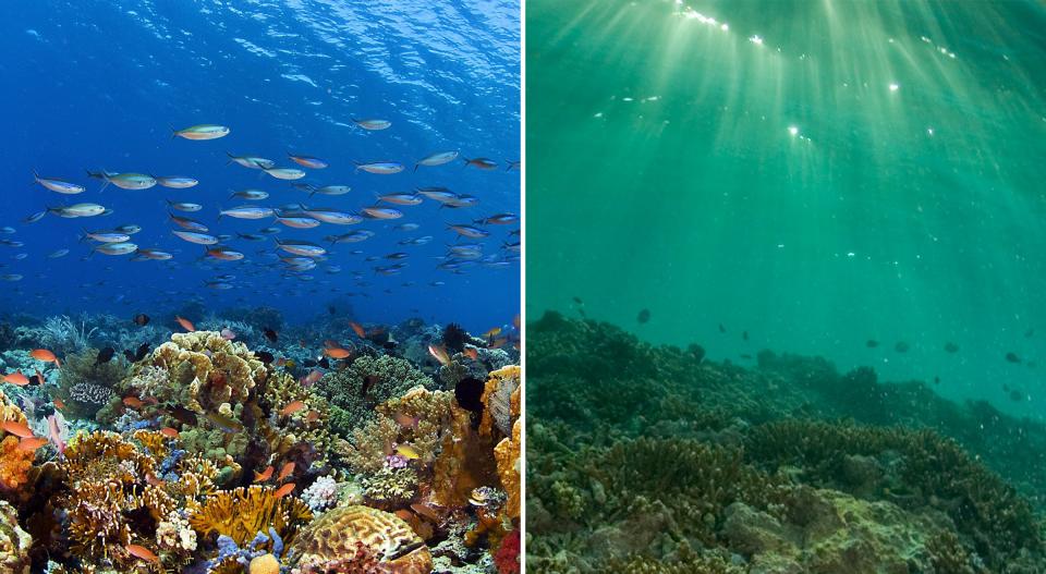 coral reef bleaching