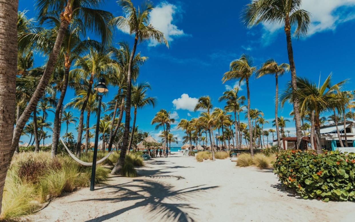 sand walkway lined with palm trees at palm beach