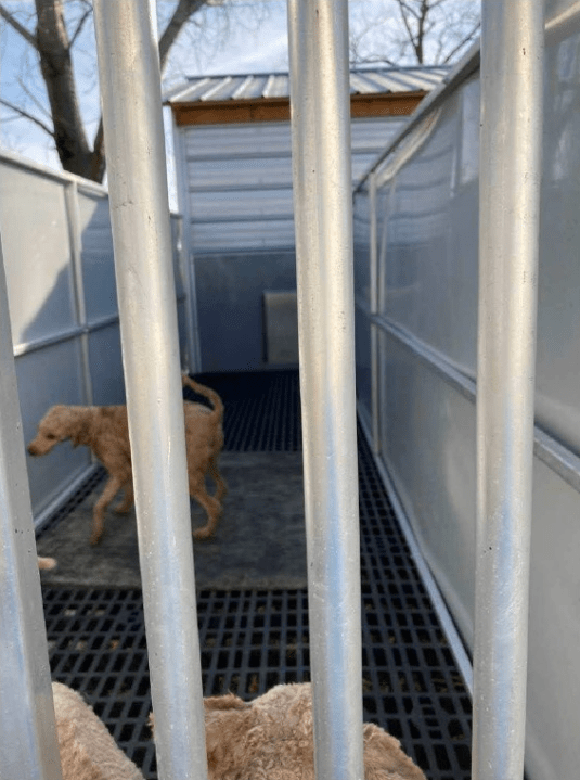 Ohio puppy mill featured in The Horrible Hundred Report (Photo Courtesy/Ohio Department of Agriculture).