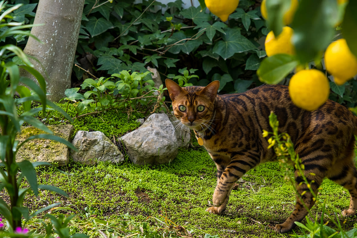 https://www.gettyimages.com/detail/photo/bengal-domestic-cat-in-the-home-garden-royalty-free-image/1454808636?phrase=cat+Citrus+fruit