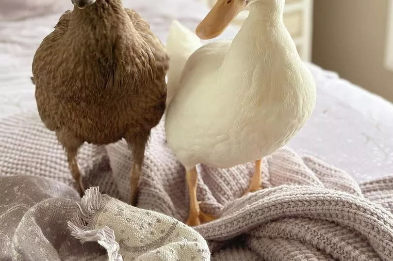 Two ducks