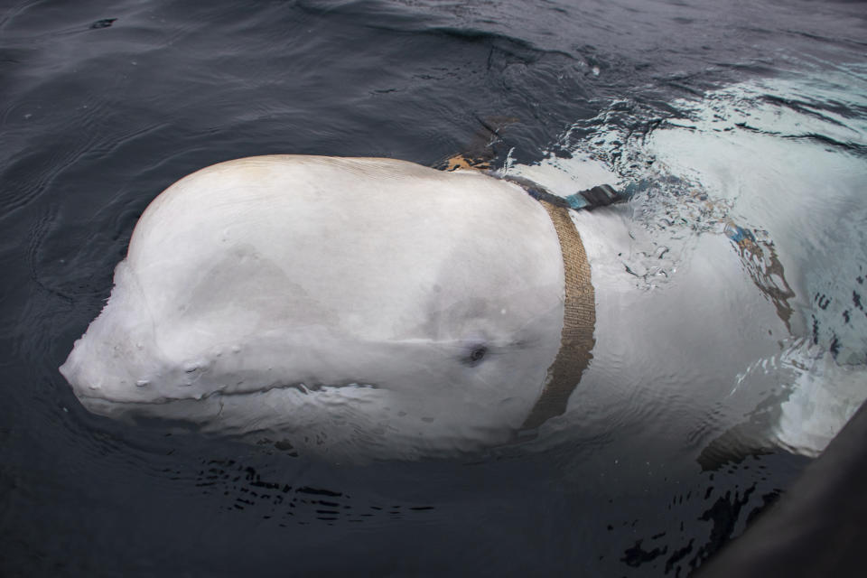 A beluga whale seen as it swims next to a fishing boat before Norwegian fishermen removed the tight harness, swimming off the northern Norwegian coast Friday, April 26, 2019.  The harness strap which features a mount for an action camera, says "Equipment St. Petersburg" which has prompted speculation that the animal may have escaped from a Russian military facility. (Joergen Ree Wiig/Norwegian Direcorate of Fisheries Sea Surveillance Unit via AP)