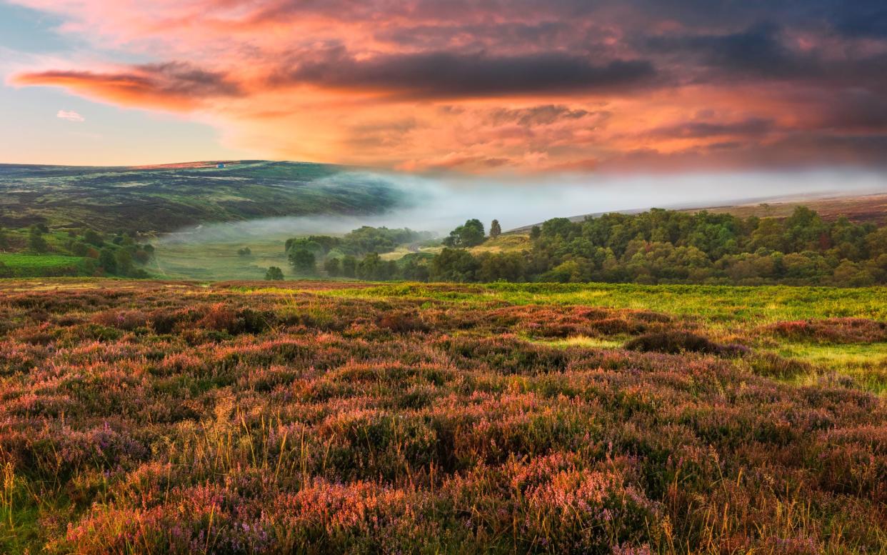 The biggest stretch of heather moorland in England and Wales; a purple playground where you can walk, romp, relax or just search for the perfect Instagram shot - Danielrao