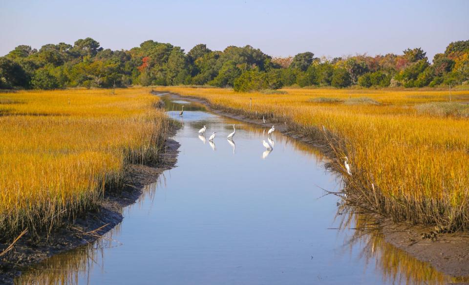 <p>South of Charleston, South Carolina you can visit Kiawah Island for some birdwatching. </p>