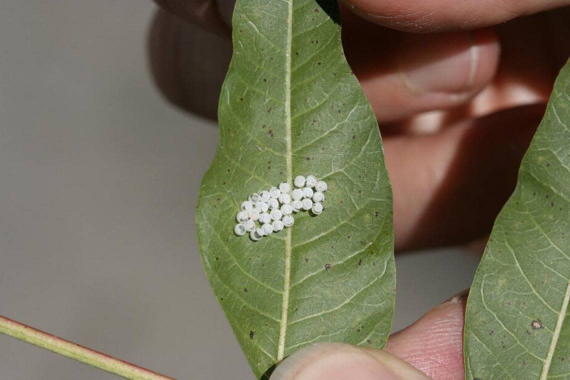 Above, the eggs of a brown marmorated stink bug are found on the back of a Chinese pistache leaf in midtown Sacramento in September 2013. The pest, shown on a tree branch at left, harms many fruit and vegetable crops.