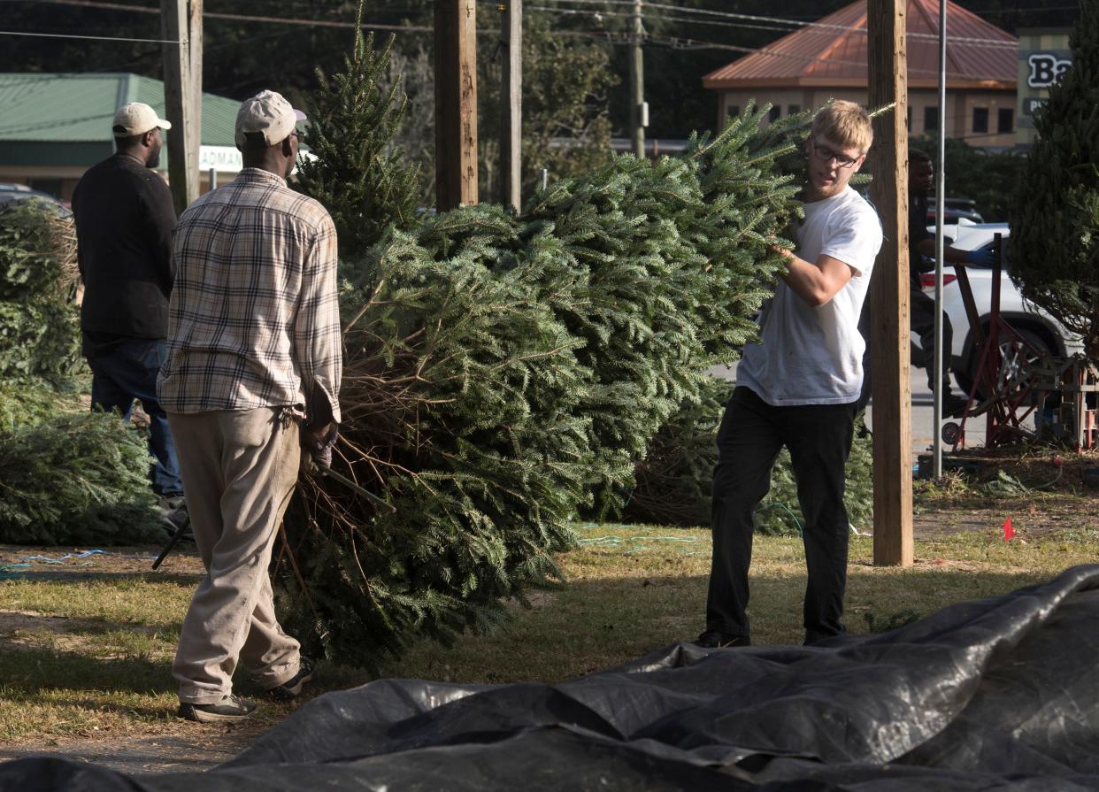 Wiley Tremble and Devin Brown join other Bailey’s Market employees in stocking up on a selection of Christmas Trees from North Carolina on  Monday, Nov. 19, 2018.