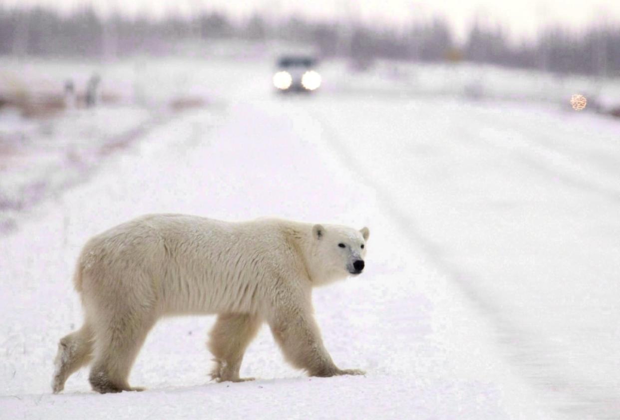 Churchill, unofficially known as the polar bear capital of the world, is studying how a new proposed waste facility could help keep polar bears from wandering into the town. (Jonathan Hayward/The Canadian Press - image credit)