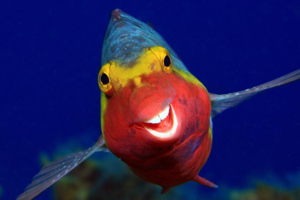 A seriously smiley fish is one of the finalists (The Comedy Wildlife Photography Awards 2020)