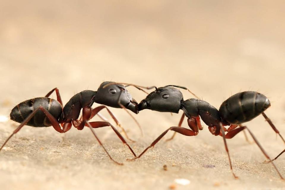 When battle looms, a new species of ant will rupture its own body, 'exploding' all over its enemy, coating the attacker with a toxic yellow poison.