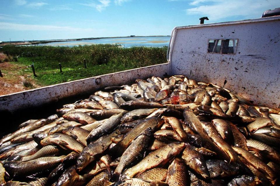 A truckload of dead carp collected from the Murray river in South Australia