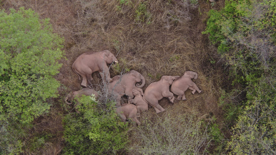 In this aerial photo taken June 7, 2021 and released by the Yunnan Forest Fire Brigade, a migrating herd of elephants rests near the Xinyang Township in the Jinning District of Kunming city of southwestern China's Yunnan Province. Already famous at home, China's wandering elephants are now becoming international stars. Major global media, including satellite news stations, news papers and wire services are chronicling the herd's more-than year-long, 500 kilometer (300 mile) trek from their home in a wildlife reserve in mountainous southwest Yunnan province to the outskirts of the provincial capital of Kunming. (Yunnan Forest Fire Brigade via AP)