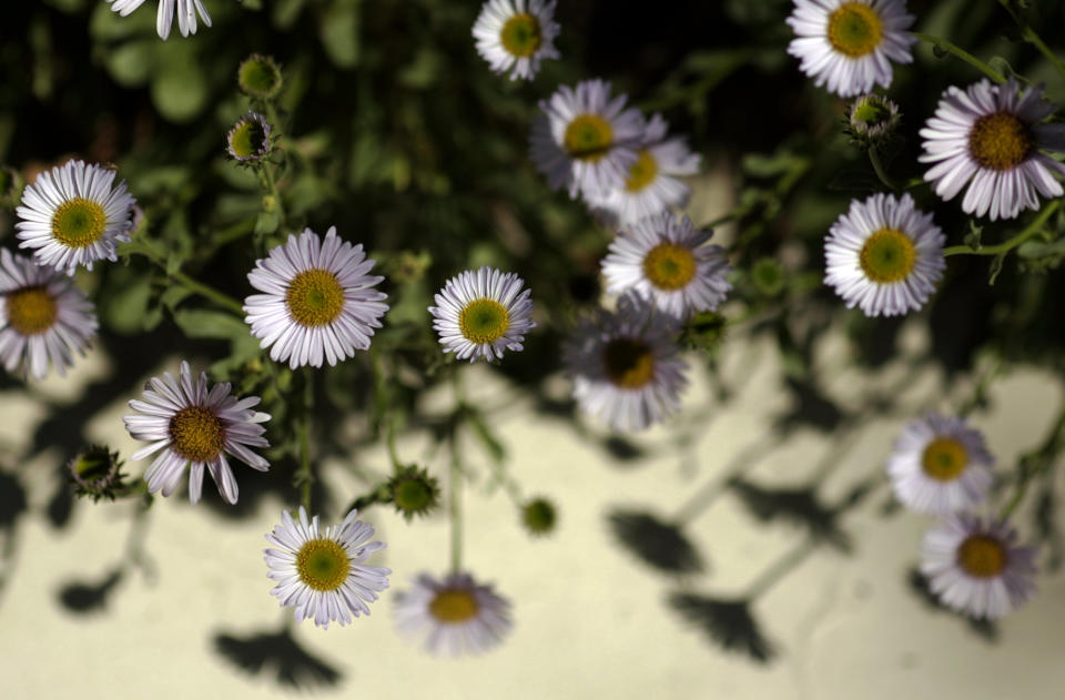 Erigeron