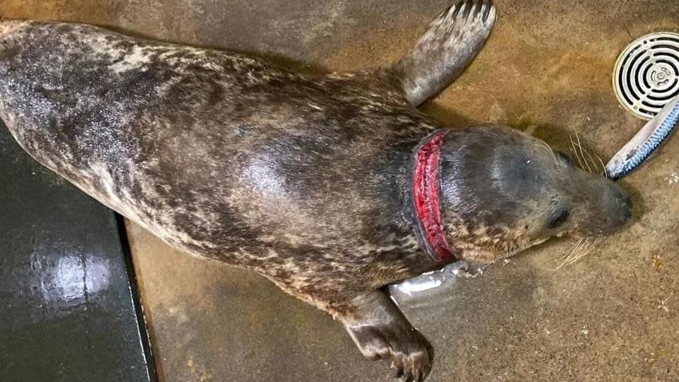 Deep wound around seal's neck