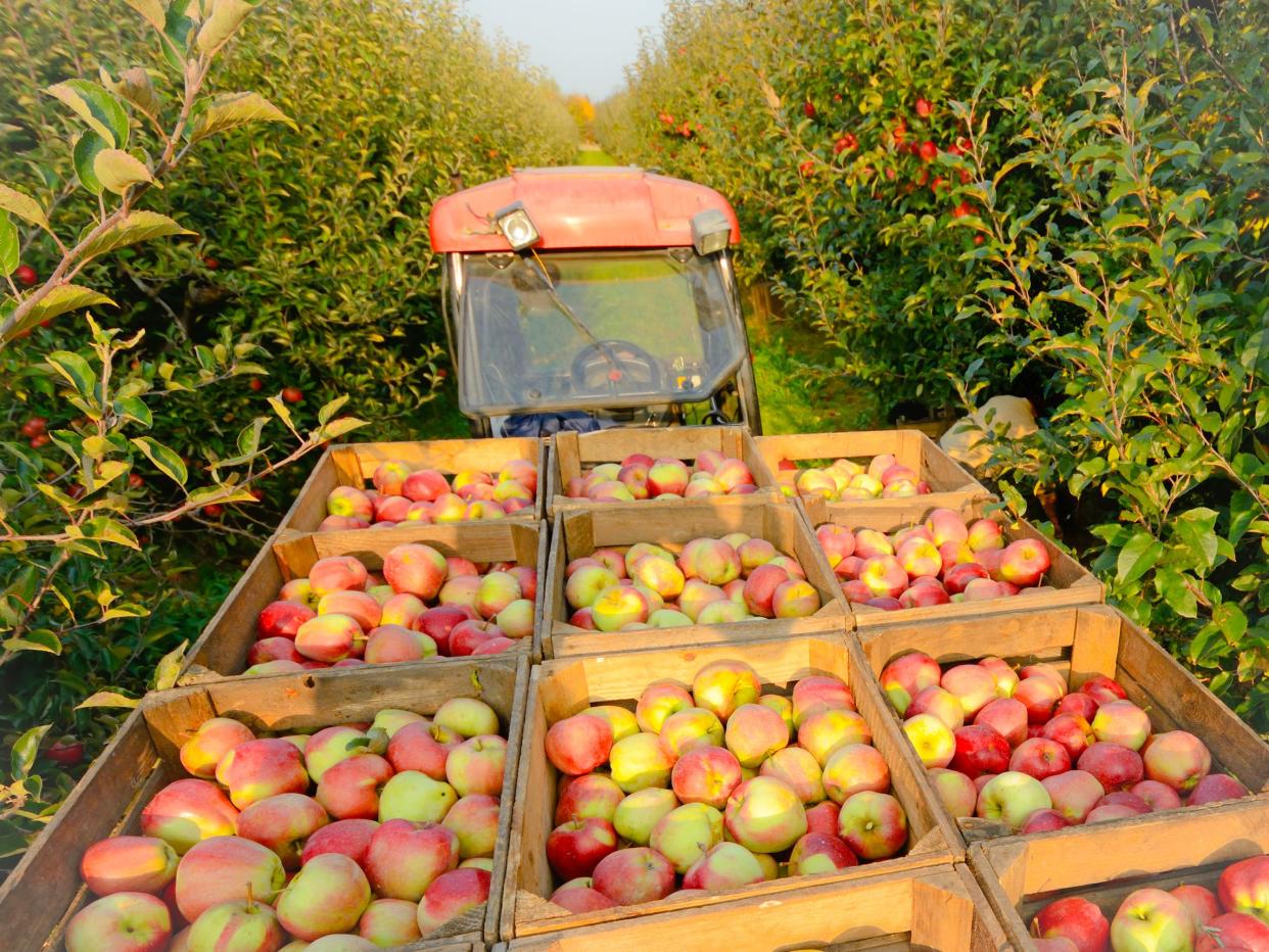 Tractor with apple boxes in an orchard