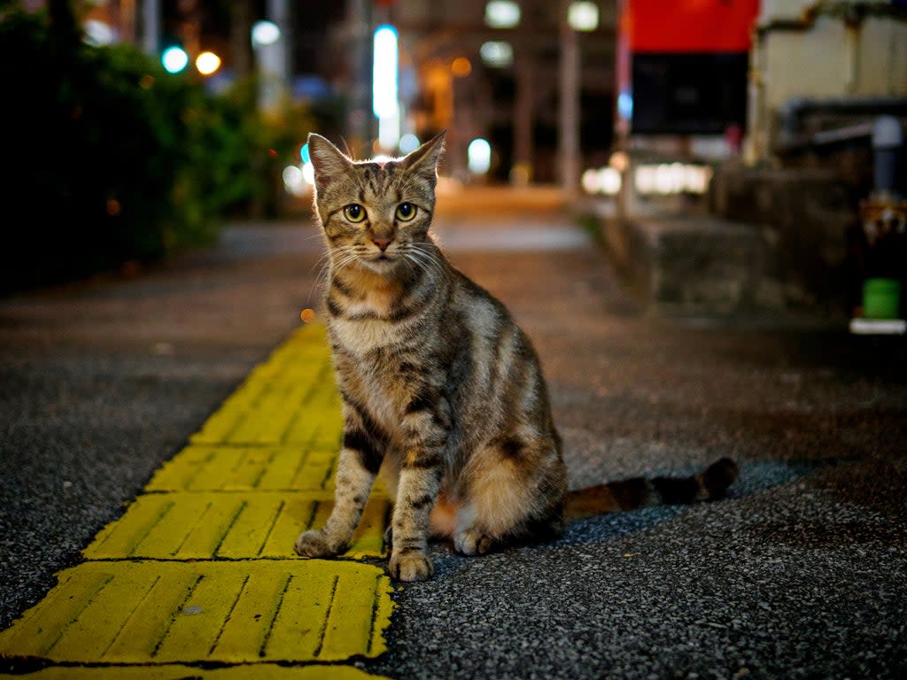 A stray cat sits on the pavement (Getty Images/iStockphoto)