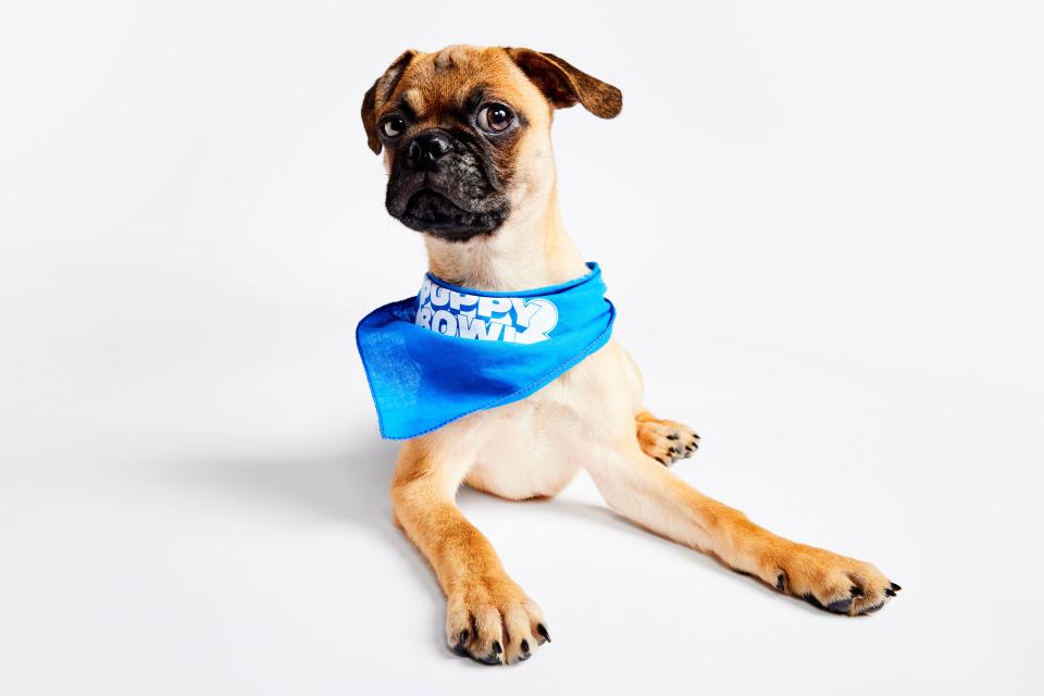 Riddle, from Pug Nation LA, is game for Puppy Bowl XX, despite dealing with the neurological condition cerebellar hypoplasia.