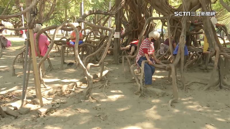 中央公園近百歲的老榕樹，被民眾稱為「復健樹」。