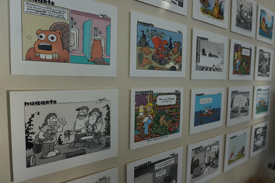 Beaver-themed cartoons by Alaska artist Jamie Smith, creater of the feature Nuggets, are displayed seen on Feb. 26 during a three-day workshop of the Arctic Beaver Observation Network. The workshop was held at the University of Alaska Fairbanks. (Photo by Yereth Rosen/Alaska Beacon)